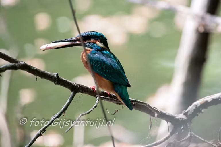 IJsvogeltjes